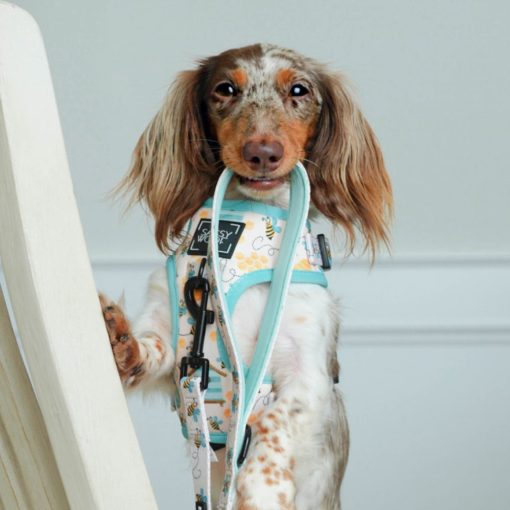 Bee Sassy' Dog Fabric Leash 5 » Pets Impress