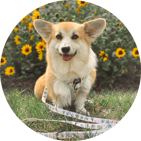 Mask Gдл тюroup-min Bee Sassy' Dog Fabric Leash 18 » Pets Impress