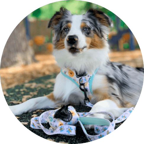 Bee Sassy' Dog Waste Bag Holder 17 » Pets Impress