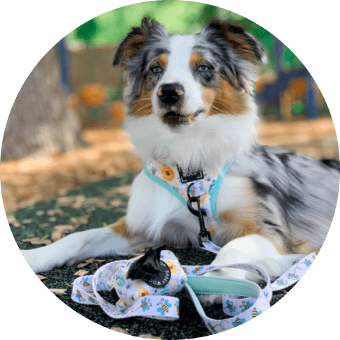 Mask Grюдтлoup-min Bee Sassy' Dog Waste Bag Holder 17 » Pets Impress