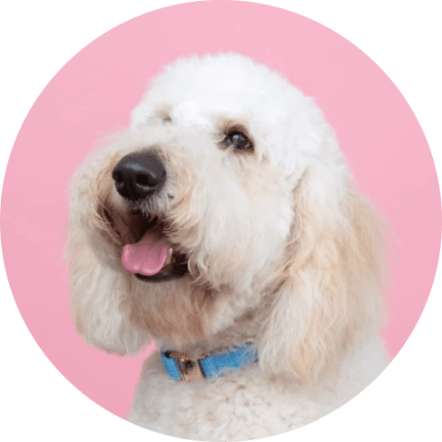 Blumond' Dog Collar 19 » Pets Impress