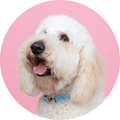 Mask ;lkjGroup-min Blumond' Dog Collar 15 » Pets Impress