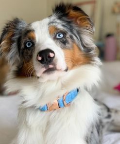 Blumond' Dog Collar 9 » Pets Impress