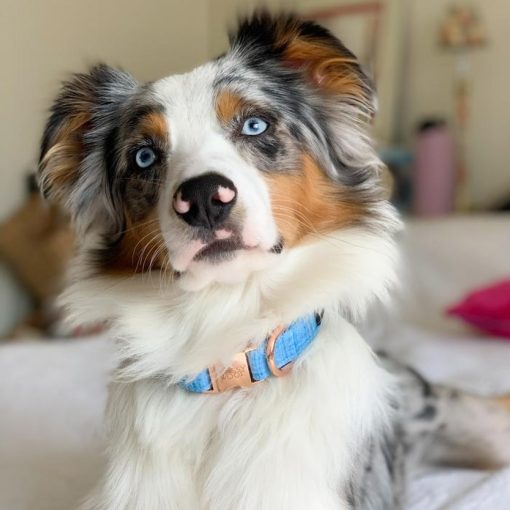 Blumond' Dog Collar 4 » Pets Impress