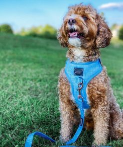 Blumond' Dog Fabric Leash 12 » Pets Impress