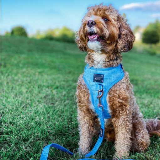 Blumond' Dog Fabric Leash 5 » Pets Impress