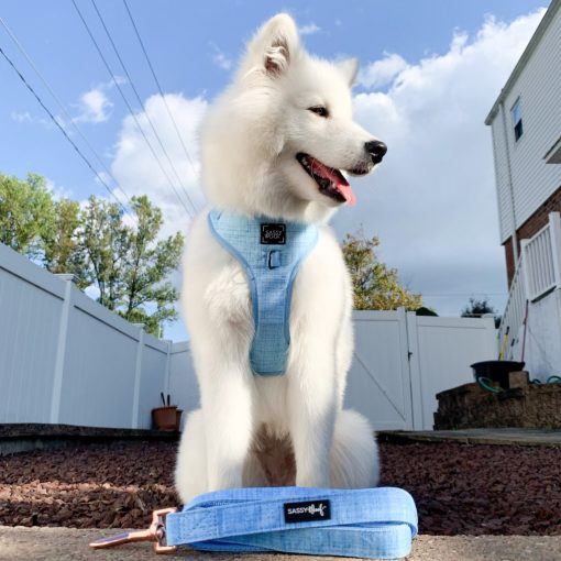 Blumond' Dog Fabric Leash 4 » Pets Impress