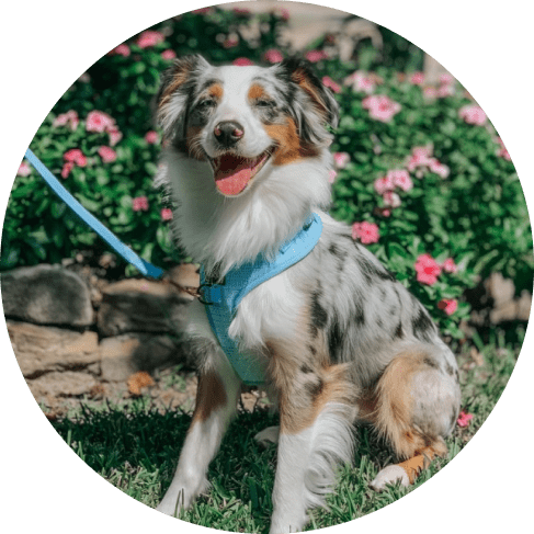 Blumond' Dog Fabric Leash 18 » Pets Impress