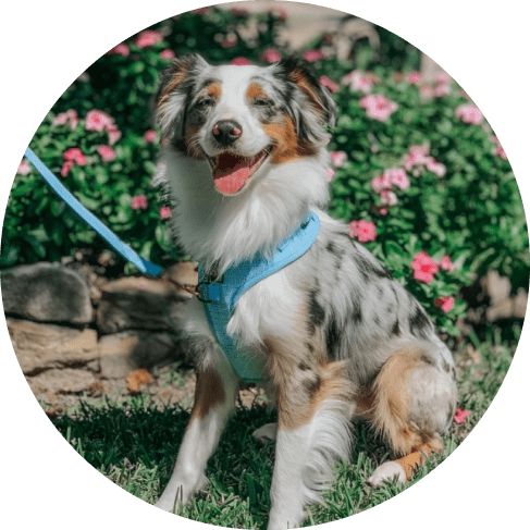 Mask Grol ,up Blumond' Dog Fabric Leash 18 » Pets Impress