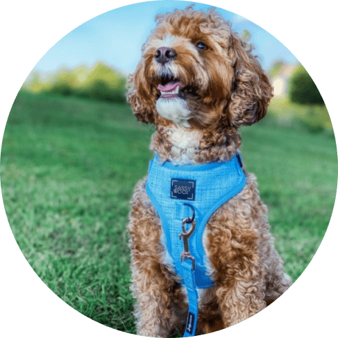 Blumond' Dog Fabric Leash 20 » Pets Impress
