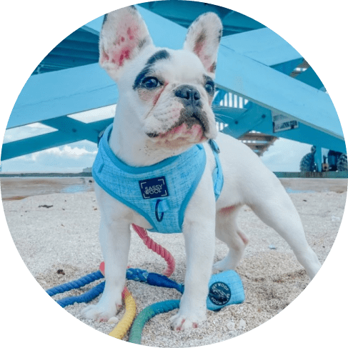 Mask G;,lkmnroup Blumond' Dog Waste Bag Holder 22 » Pets Impress