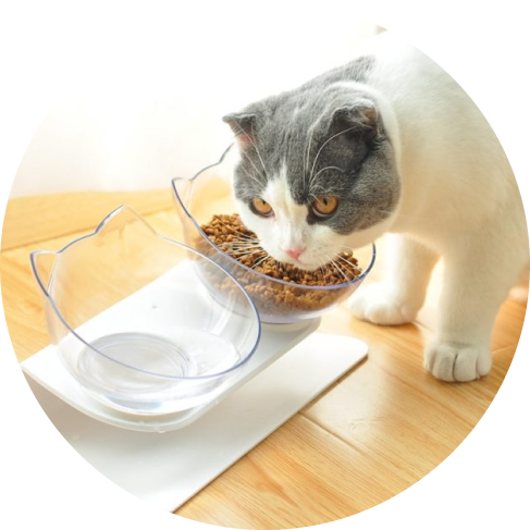 Non-Slip Cat Bowls with Raised Stand 27 » Pets Impress