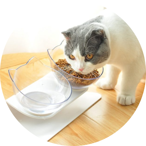 Non-Slip Cat Bowls with Raised Stand 35 » Pets Impress