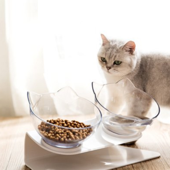 Non-Slip Cat Bowls with Raised Stand 36 » Pets Impress