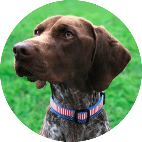 4th of July Star & Stripes Dog Collar 12 » Pets Impress
