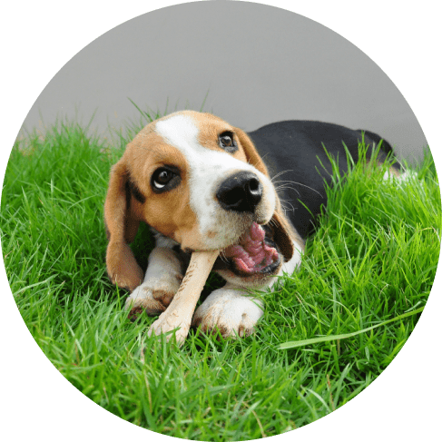 M ьask Groьтиборup-min Chicken Flavored Nylon Chew Dog Bone 9 » Pets Impress