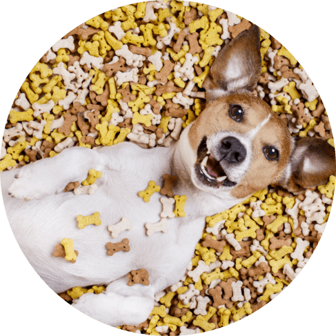 Maskть иоь Group-min Deep Bowl - Paw Print Design (32 oz) 15 » Pets Impress