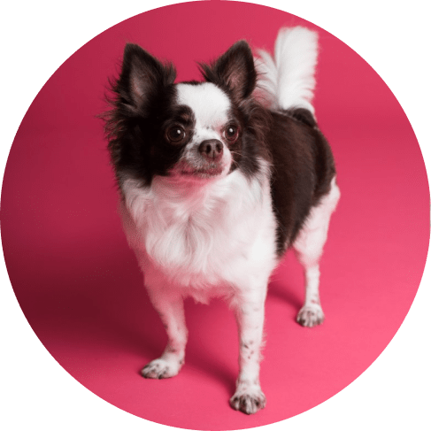 Mask G дльroup-min Dog Grooming Glove 12 » Pets Impress
