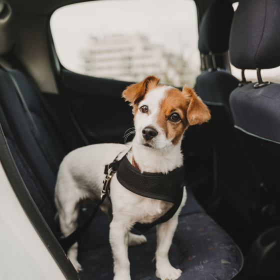 Dog Car Seatbelt Set (2pcs) 25 » Pets Impress