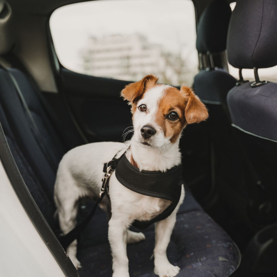 Dog Car Seatbelt 32 » Pets Impress