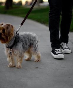 Dog Car Seatbelt 12 » Pets Impress