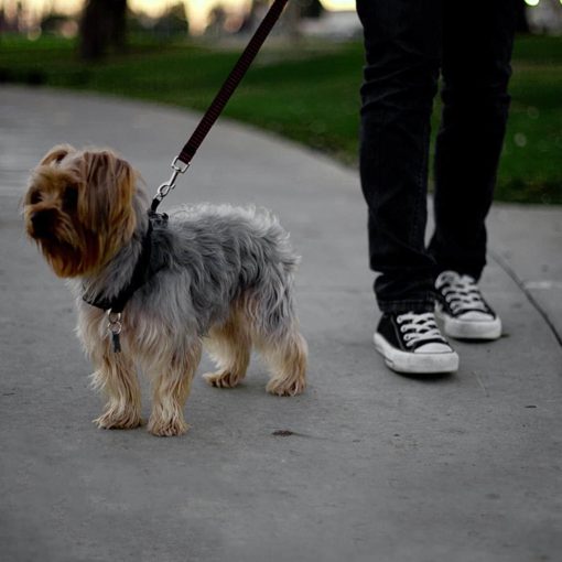 Dog Car Seatbelt 7 » Pets Impress