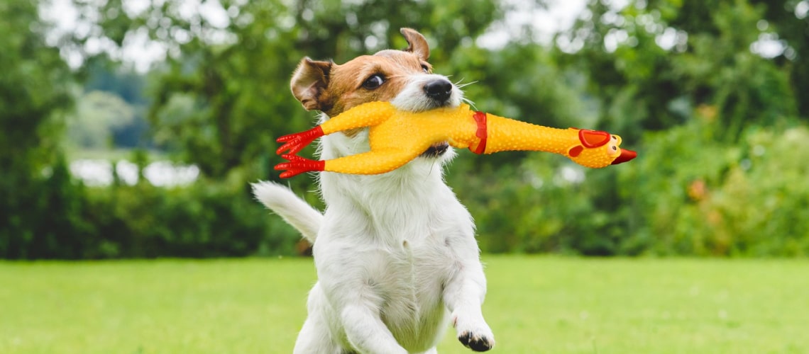 2-min Hot Sell Screaming Chicken 22 » Pets Impress