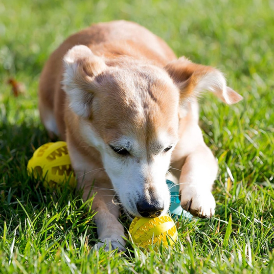 Dog Toy Feeder Ball Medium (2 inch) 27 » Pets Impress