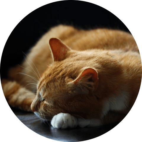 Cat Window Bed 15 » Pets Impress