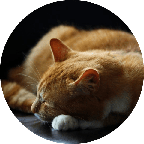sleepingcat-min Cat Window Bed 15 » Pets Impress