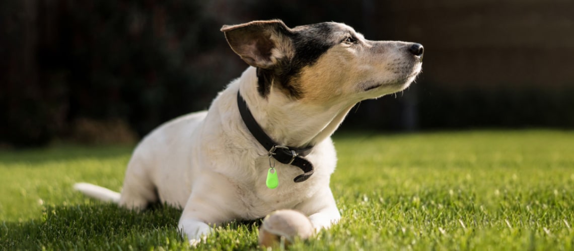 Anti-Lost Smart Bluetooth Tracker 27 » Pets Impress