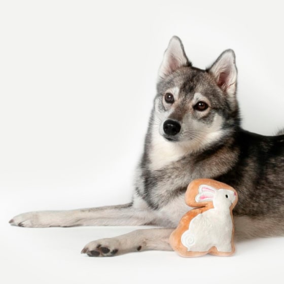 Mask ЯчсмGroup-min (2) White Bunny Sugar Cookie Dog Toy 13 » Pets Impress
