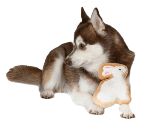 White Bunny Sugar Cookie Dog Toy 17 » Pets Impress