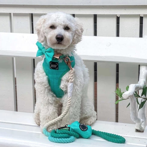 Screenshot_18 1 Wag Your Teal' Dog Waste Bag Holder 12 » Pets Impress