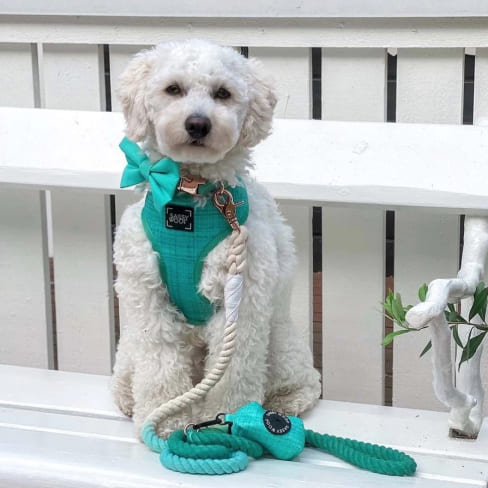 Wag Your Teal' Dog Waste Bag Holder 15 » Pets Impress