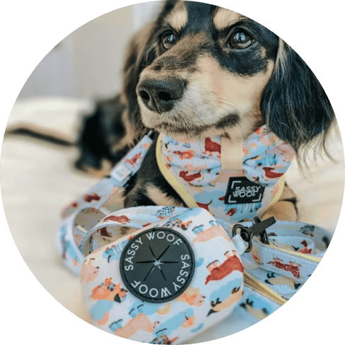 Rainy Dachshund' Dog Waste Bag Holder 15 » Pets Impress
