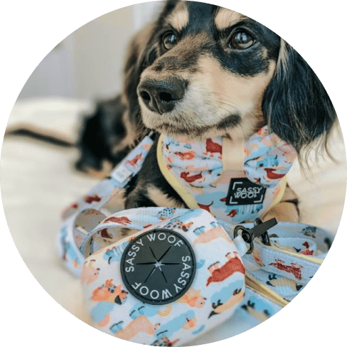 Mask Grohuup-min Rainy Dachshund' Dog Waste Bag Holder 15 » Pets Impress