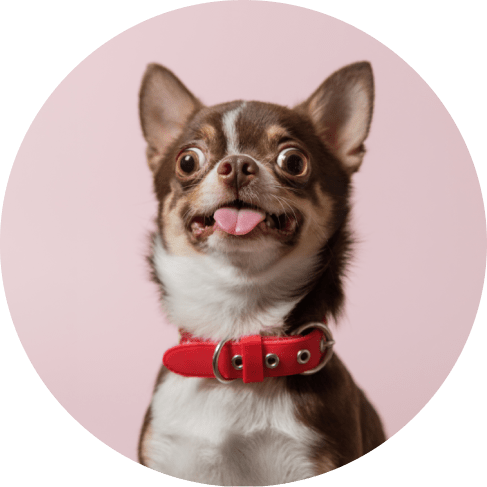 Red Non Skid Dog Bowl 15 » Pets Impress