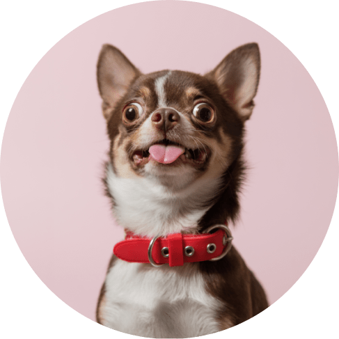 Masипуфаычk Group-min Red Non Skid Dog Bowl 15 » Pets Impress