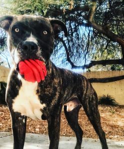 Heart on a String - Reward Ball 6 » Pets Impress