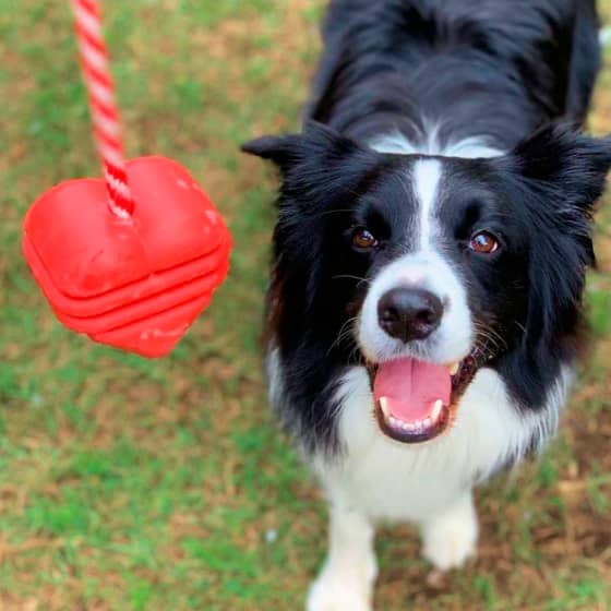 Heart on a String - Reward Ball 15 » Pets Impress