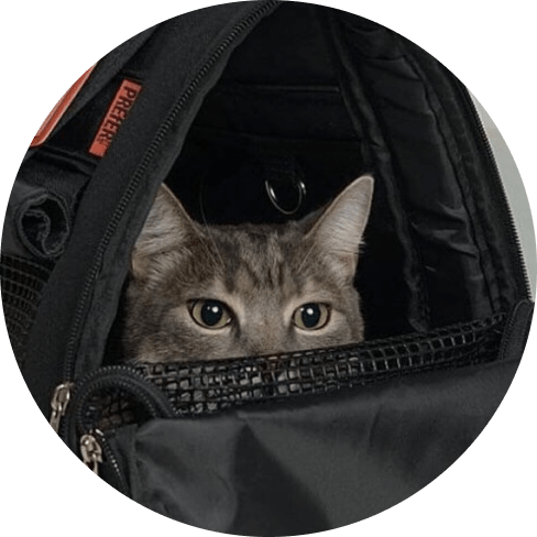 Hideaway Backpack - Black 24 » Pets Impress