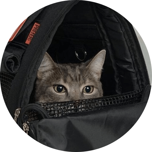 Mask Grpllloup-min Hideaway Backpack - Black 24 » Pets Impress