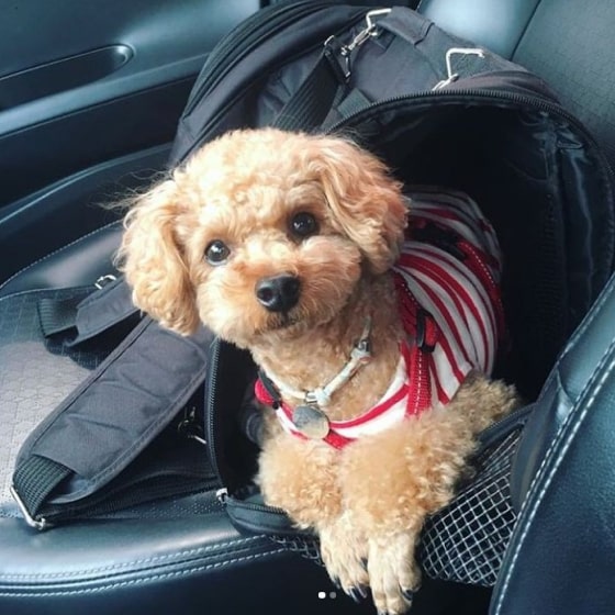 Mask G;lkjroup-min Hideaway Backpack - Black 21 » Pets Impress