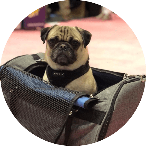 Mask Grouхзщшгнеp-min Hideaway Duffel - Heather Gray 15 » Pets Impress