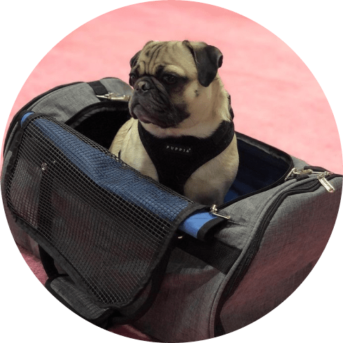 Masввдвавk Group-min Hideaway Duffel - Heather Gray 12 » Pets Impress