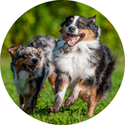 Jute and Leather Tug Bear Dog Toy 9 » Pets Impress