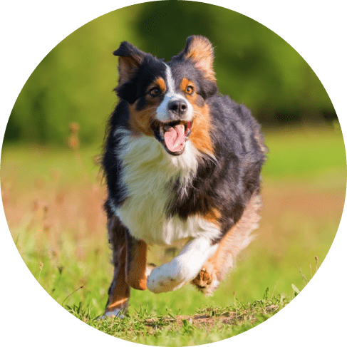 Jute and Leather Tug Bear Dog Toy 10 » Pets Impress