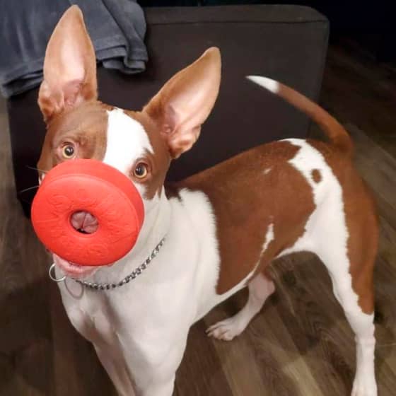 Life Saver - Chew Toy 22 » Pets Impress