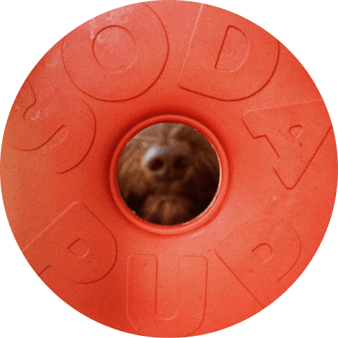 Life Saver - Chew Toy 30 » Pets Impress